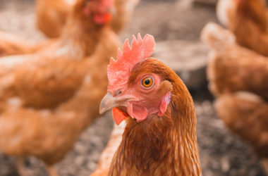 humane-chicken