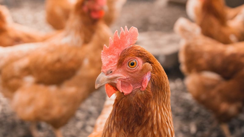 humane-chicken
