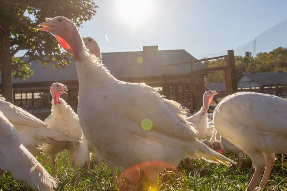 jaindl farm turkeys in the wild