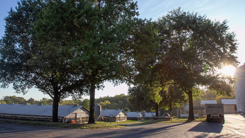 jaindl turkey farms penn