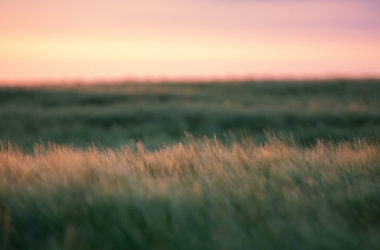 a field of grass at sunrise