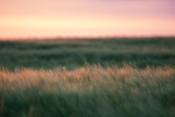 a field of grass at sunrise