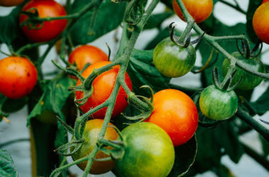 tomatoes on the vine ripe summer