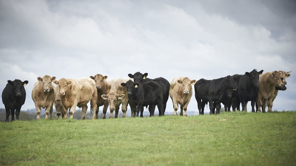 cows grazing on a grassy hill