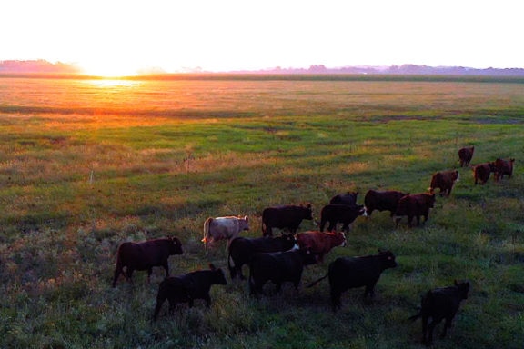 cattle in oklahoma at sunset