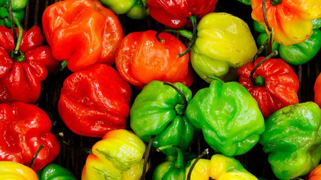 scotch bonnet pepepr