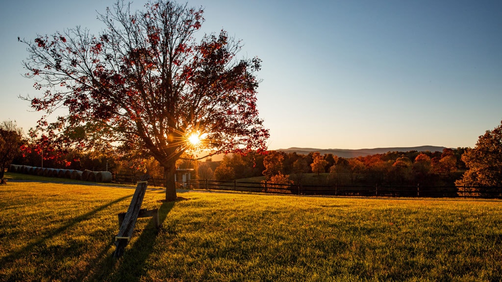a farm tree at dusk