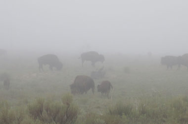 bison at dusk in a field