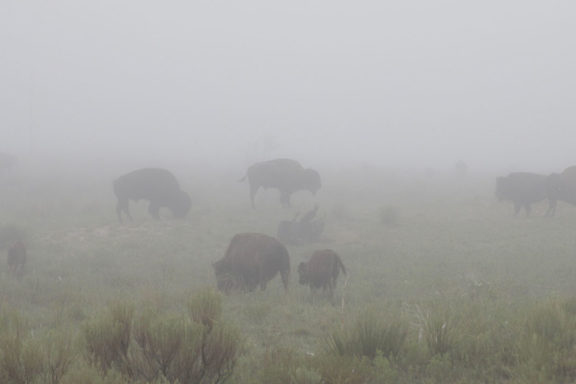 bison at dusk in a field