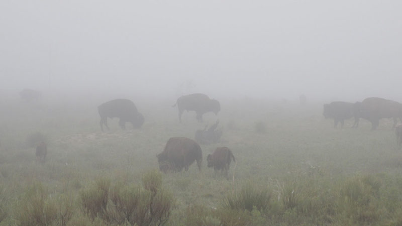 bison at dusk in a field