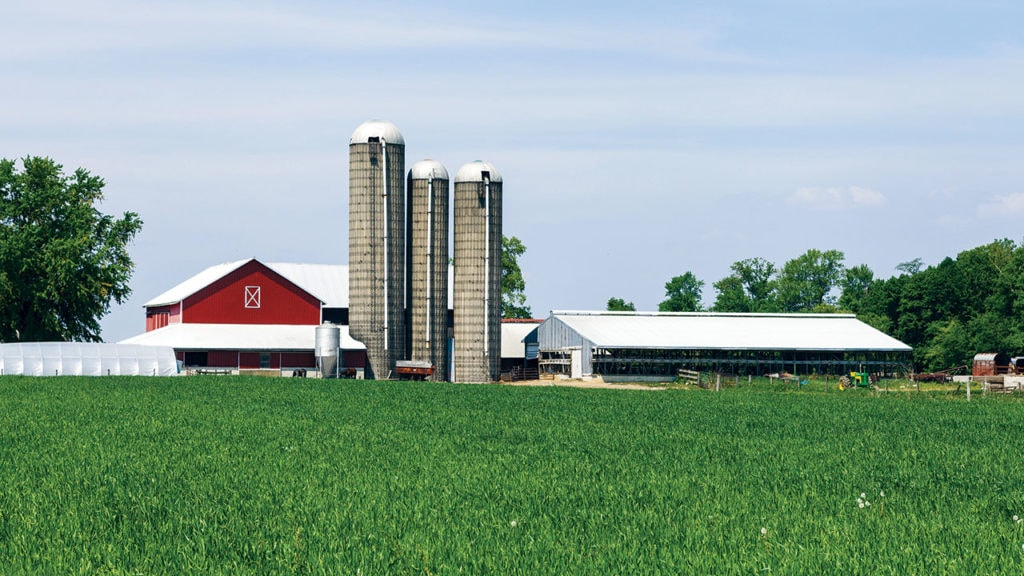 a chicken and turkey farm