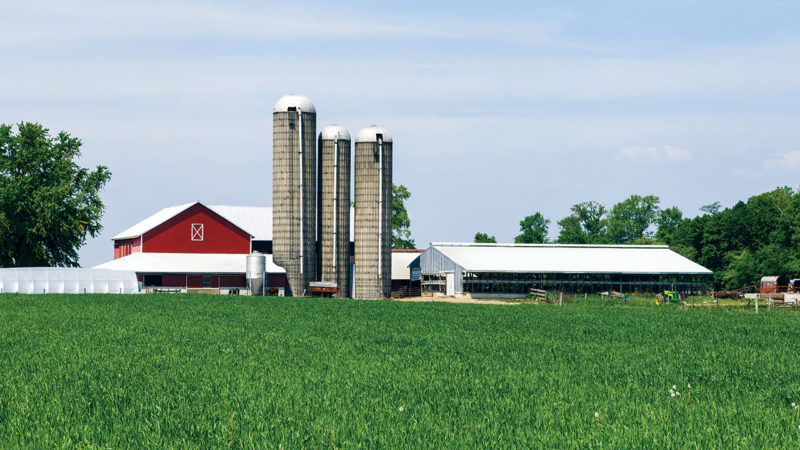 a chicken and turkey farm