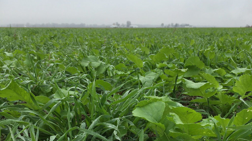 cover crops via truterra