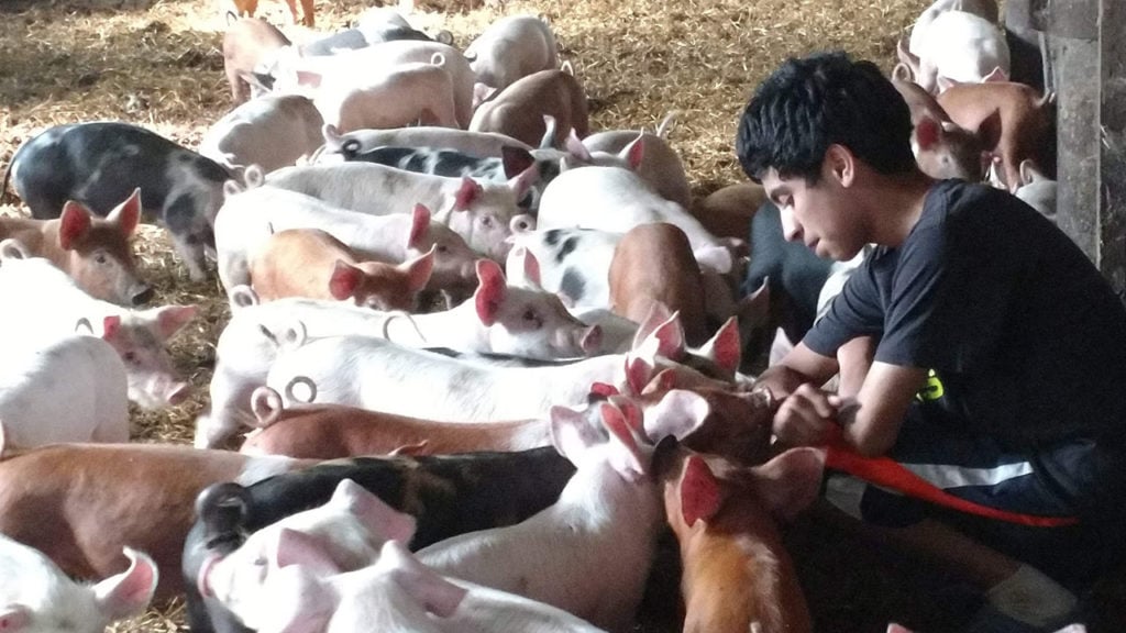 life on the jovaag farm