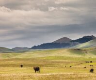 Guide to Grass-Fed Beef